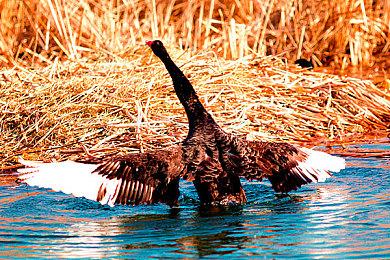 《怪物猎人 崛起》将于日本环球影城联动 活动1月21日开启